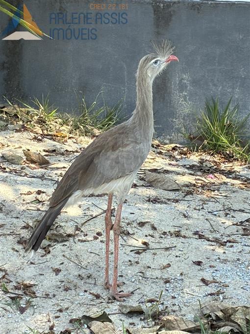 casa-venda-bairro-ponte-alta-condominio-ouro-verde-1037572